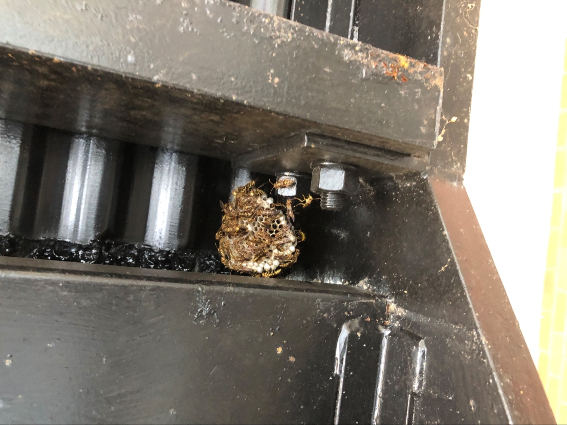 The students weren't the only ones hard at work this Labor day weekend. A wasp nest was found under Piedmont's Mayflower Residance hall staircase.